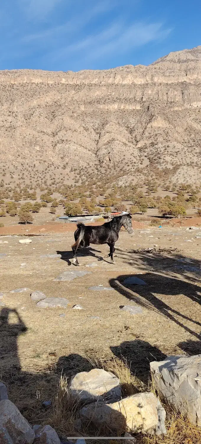 مادیان|اسب و تجهیزات اسب‌سواری|چگنی, |دیوار