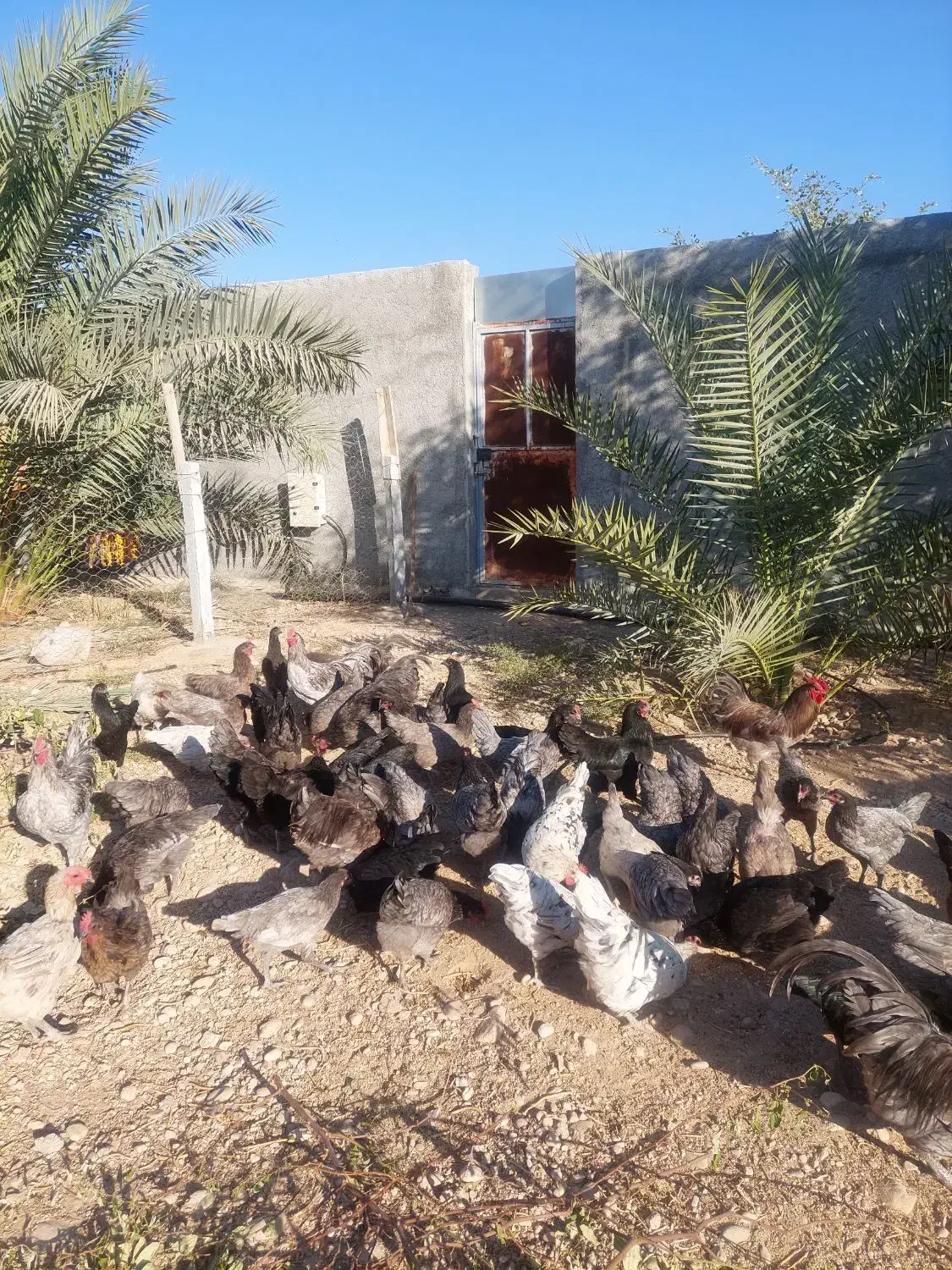 تخم مرغ استرالوپ|حیوانات مزرعه|شیراز, آبیاری|دیوار