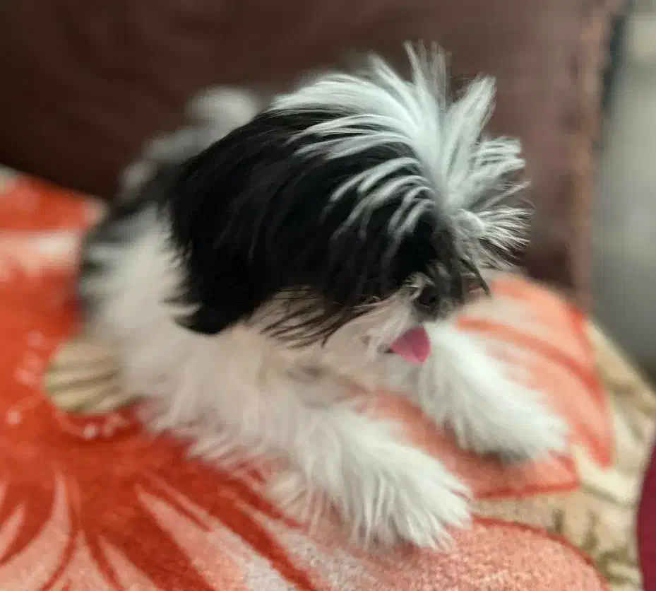 سگ شیتزو فلت|سگ|شیراز, نیایش|دیوار