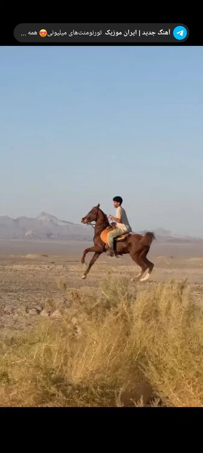 اسب|اسب و تجهیزات اسبسواری|بم, |دیوار