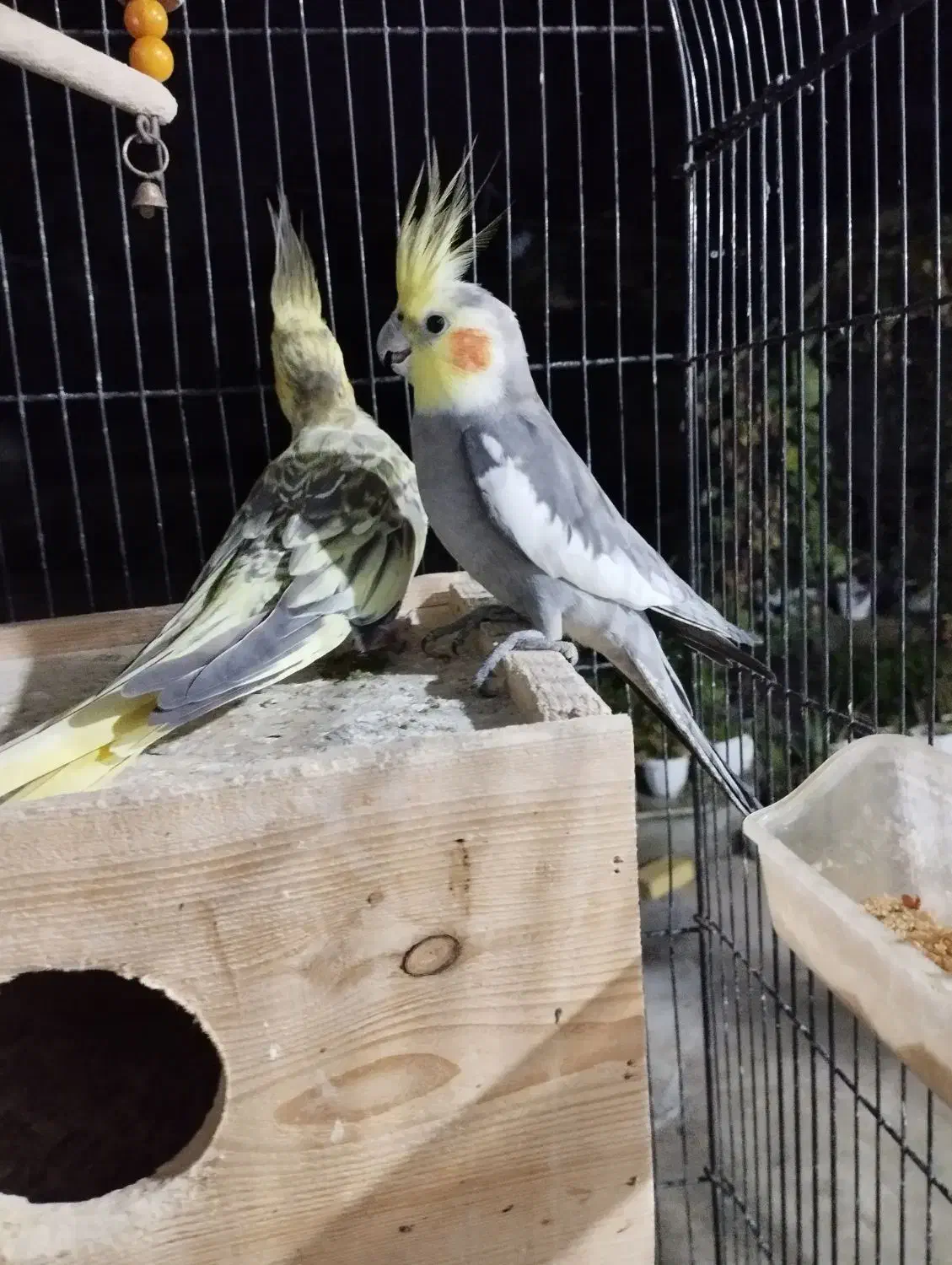 عروس هلندی|پرنده|تالش, هشتپر|دیوار