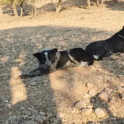 سگ گم شده|حیوانات|لردگان, |دیوار