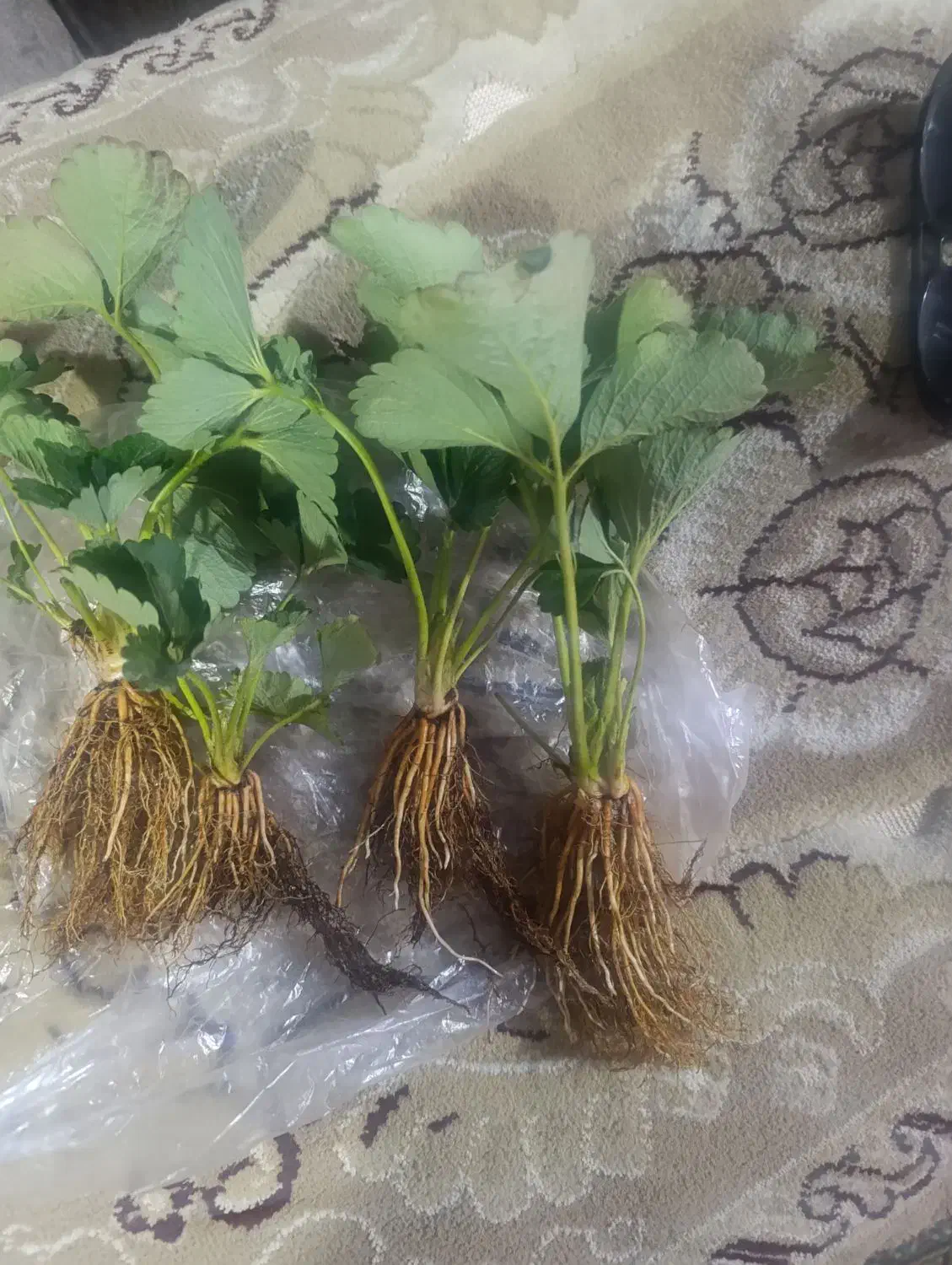 بوته توت فرنگی|گل و گیاه طبیعی|موچش, |دیوار