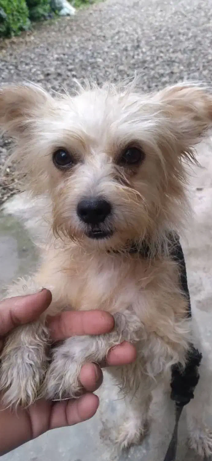 سکم‌گم‌شده‌|حیوانات|رانکوه, |دیوار