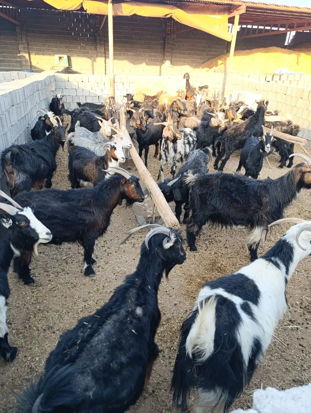 بز جوان شکم اول آبستن سر زا|حیوانات مزرعه|مرودشت, علیآباد|دیوار