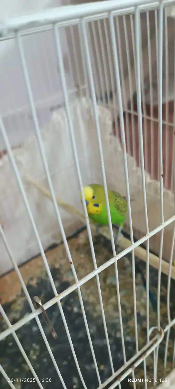 یک جفت مرغ عشق سالم|پرنده|نیشابور, خط کاشمر|دیوار