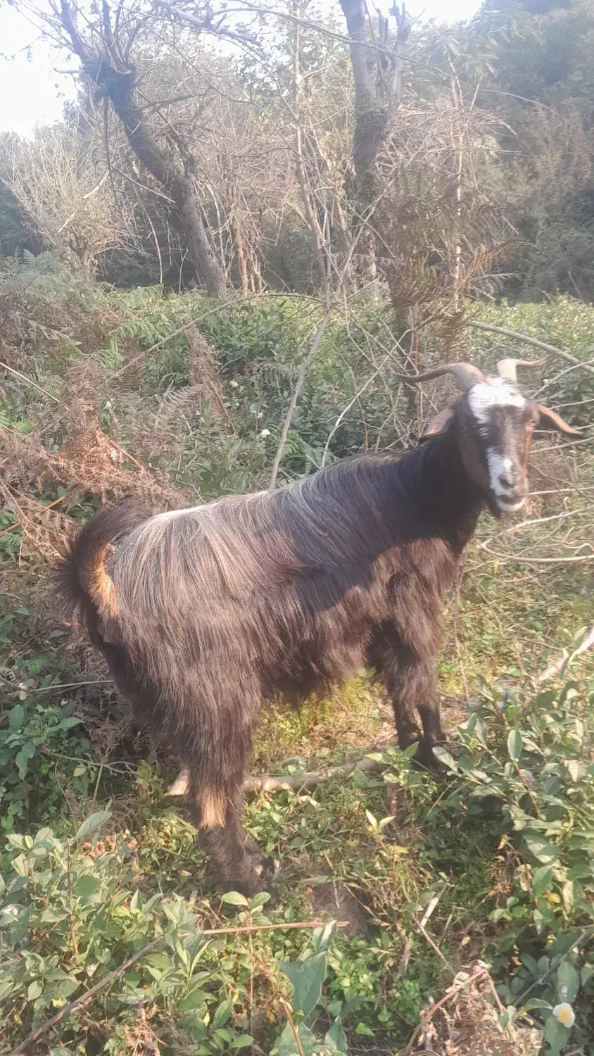 فروش ۲ عددبز ماده|حیوانات مزرعه|سیاهکل, |دیوار