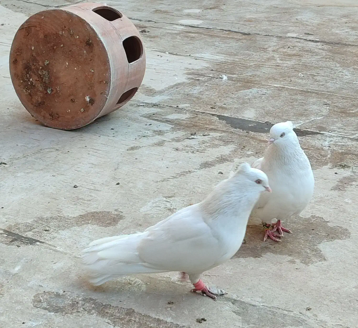 سفید اراکی اصل|پرنده|پاکدشت, پاکدشت (مامازند)|دیوار