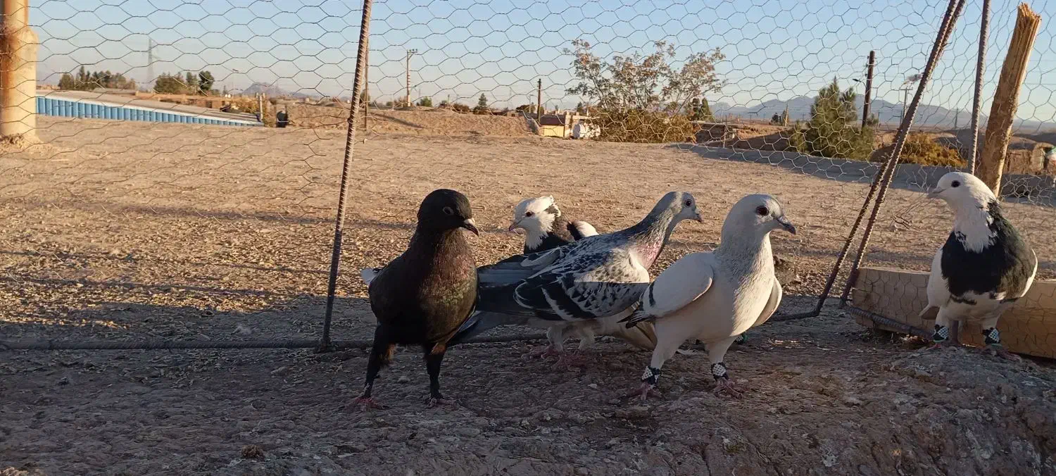 کفتر|پرنده|زرند, |دیوار