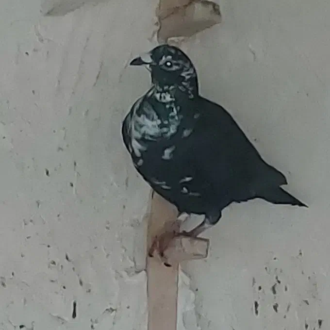 کبوتر گوره سیاه|پرنده|برازجان, |دیوار