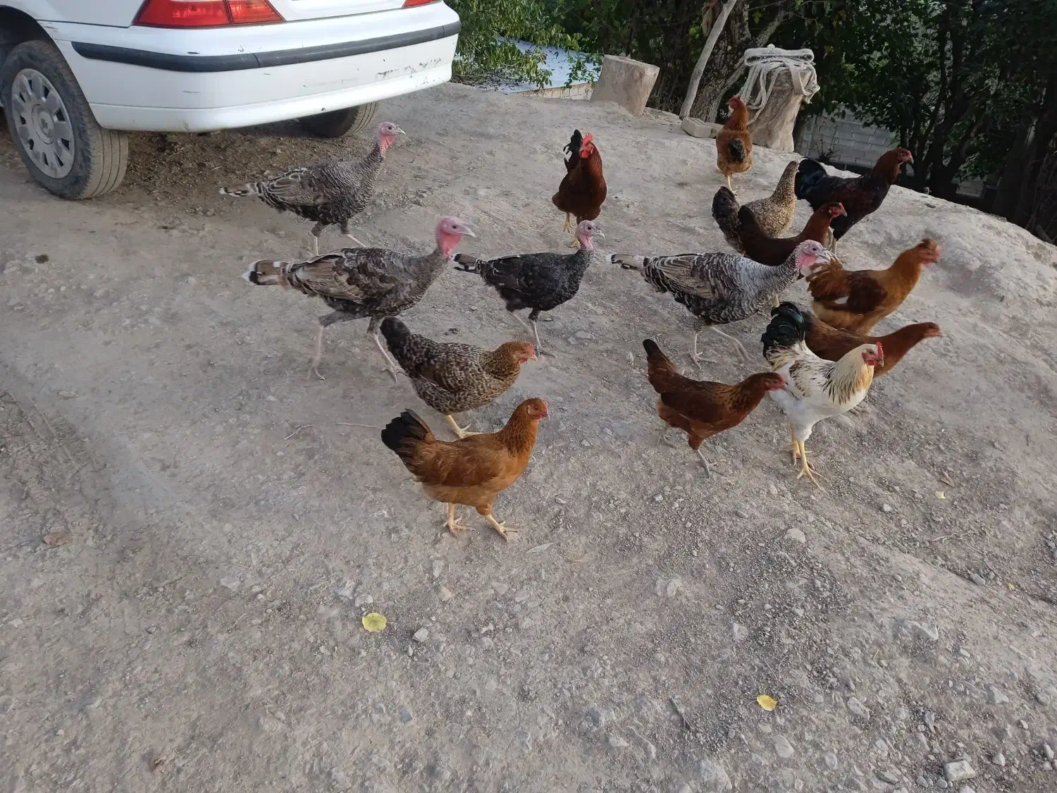 مرغ وخروس و بوقلمون|حیوانات مزرعه|گلی داغ, |دیوار