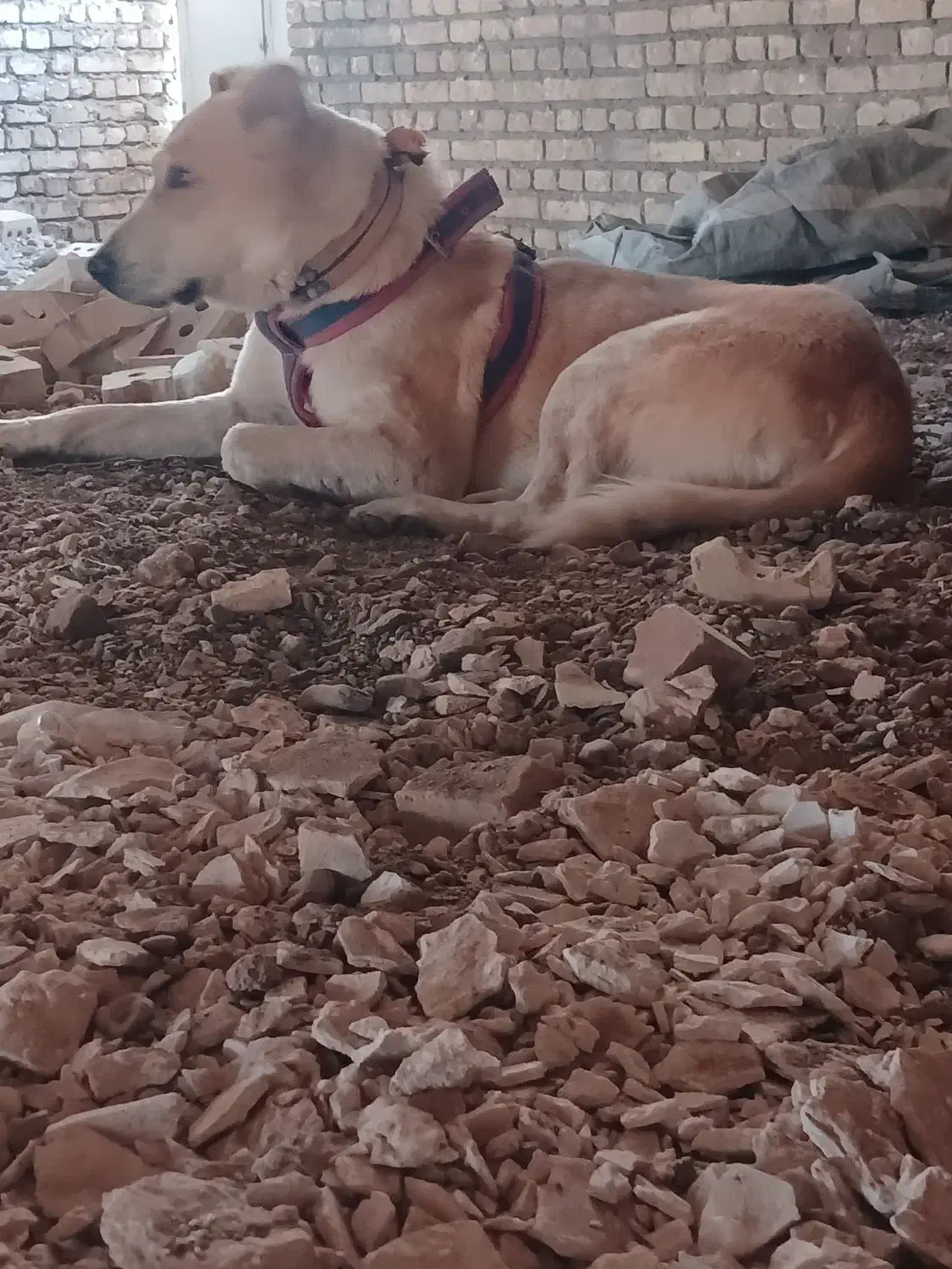 واگذار سگ|سگ|تربتحیدریه, پائین ولایت|دیوار