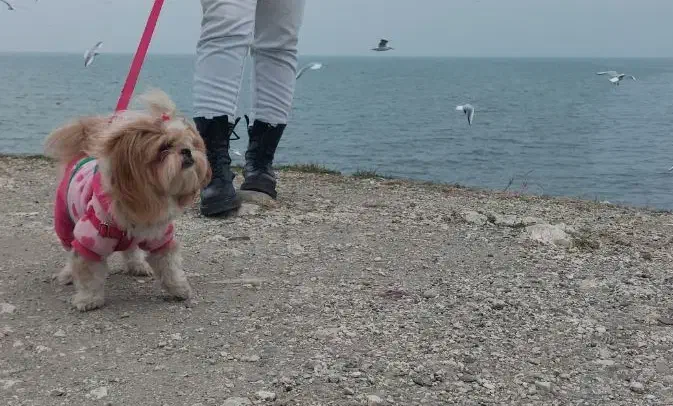 شیتزو سوپرفلت|سگ|رودهن, |دیوار