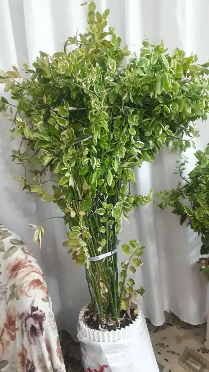 گل آپارتمانی|گل و گیاه طبیعی|فلاورجان, |دیوار