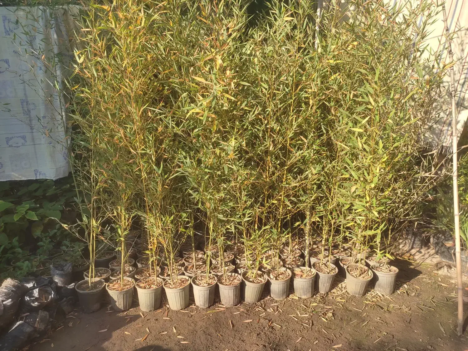 نی خیزران گلدونی ریشه پرس|گل و گیاه طبیعی|شیرود, |دیوار