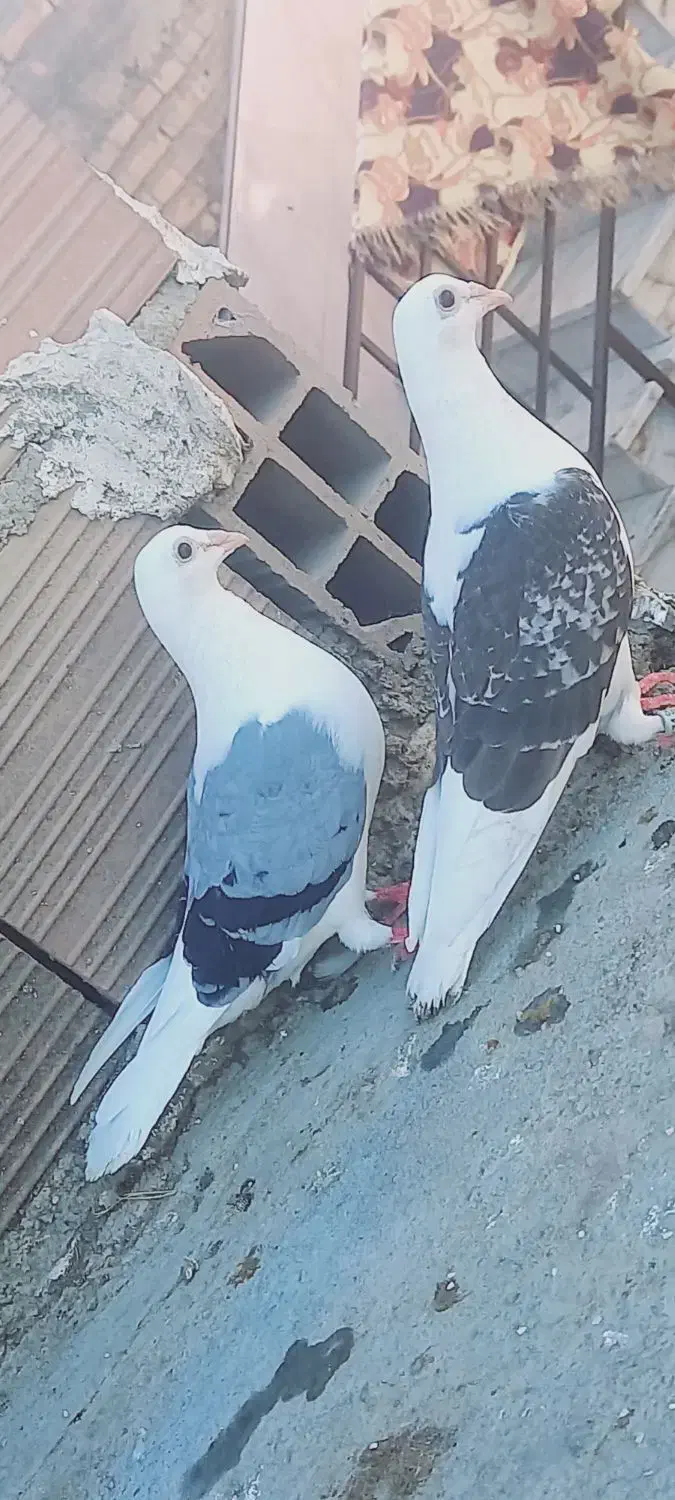 کبوتر دوبال شامی|پرنده|رامیان, |دیوار