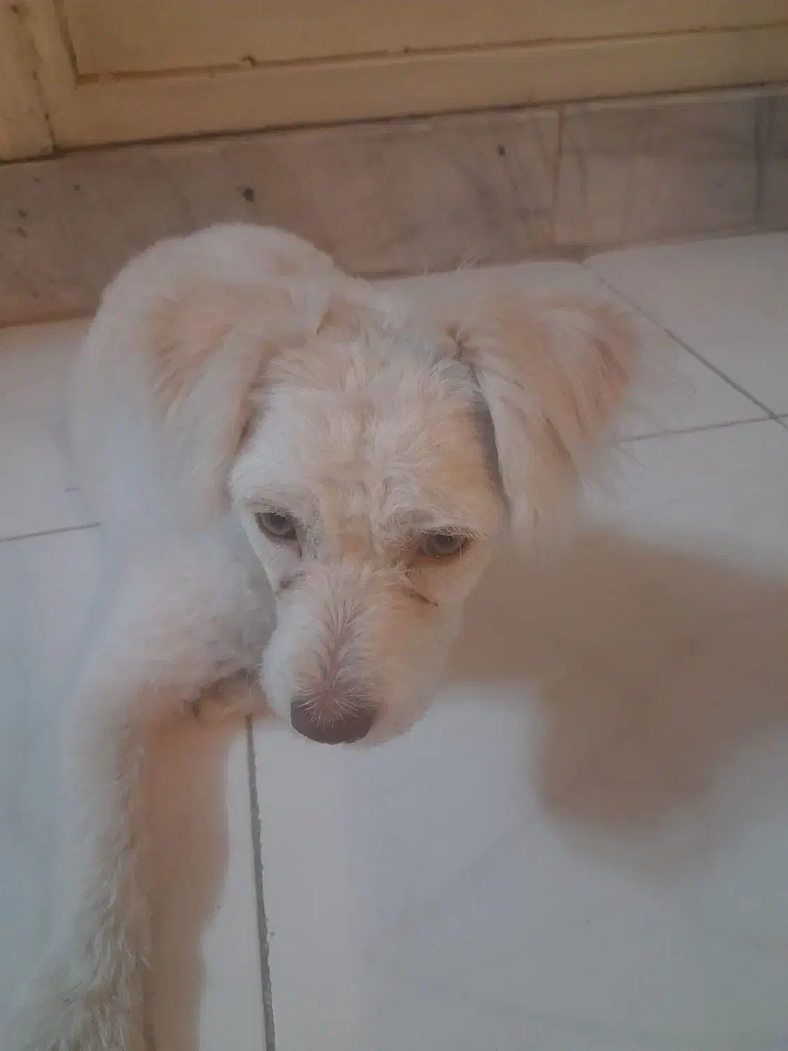 واگذاری|سگ|اصفهان, اشکاوند|دیوار