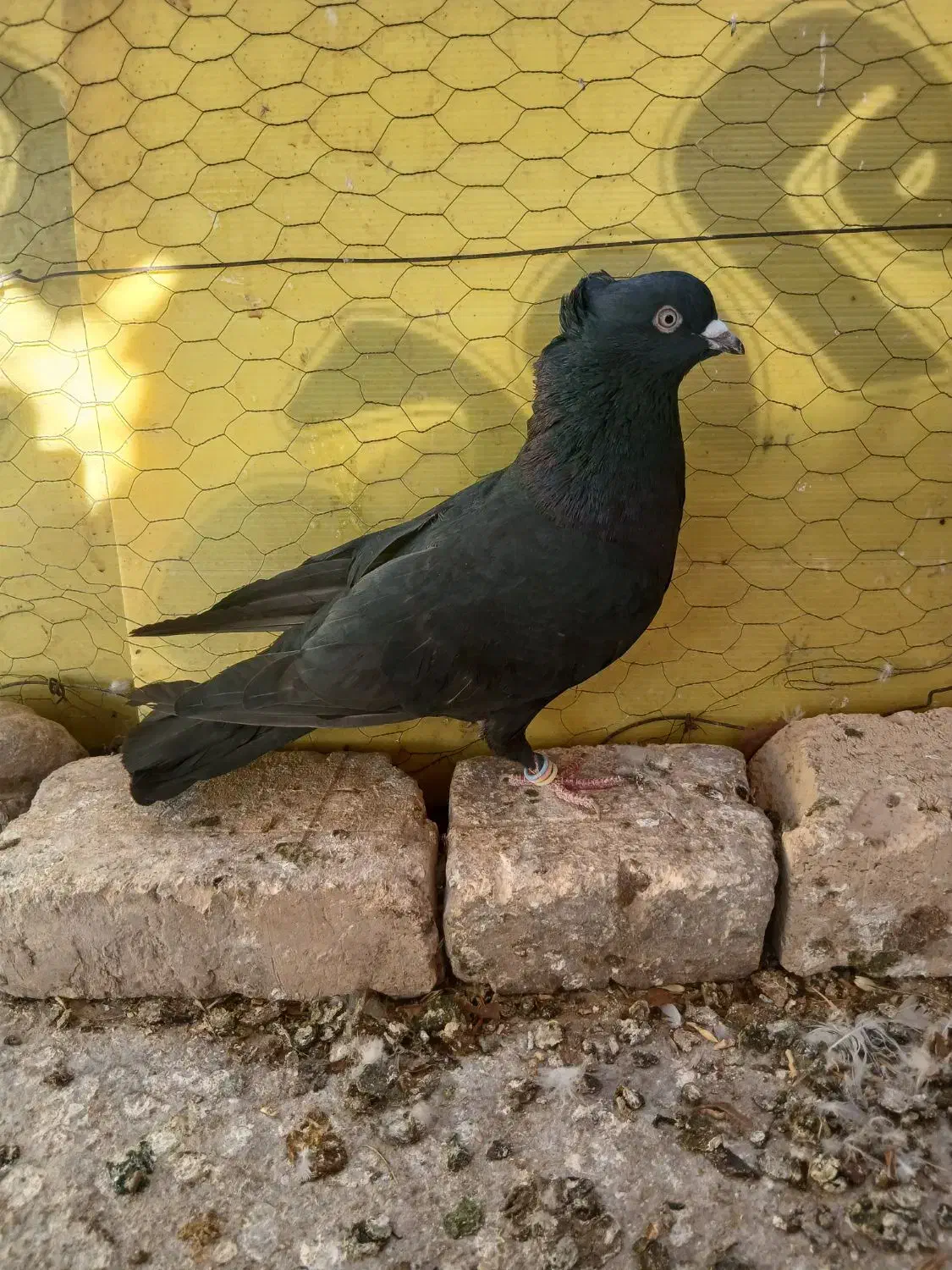 کفتر یا کبوتر طوقی سیاه|پرنده|شیراز, گلکوب|دیوار