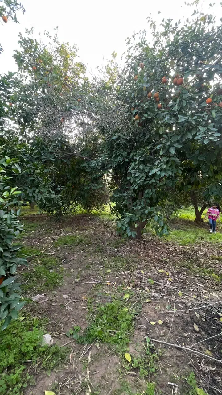 باغچه|فروش زمین و ملک کلنگی|دزفول, |دیوار