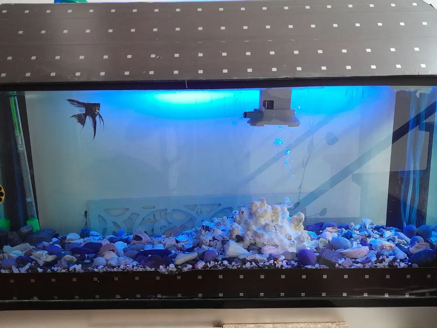 آکواریوم|ماهی|خرم‌آباد, |دیوار