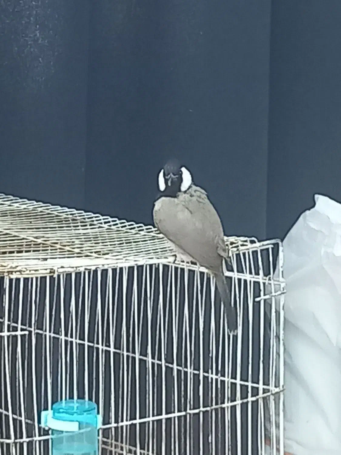 پرنده خوش صدا|پرنده|نیریز, |دیوار