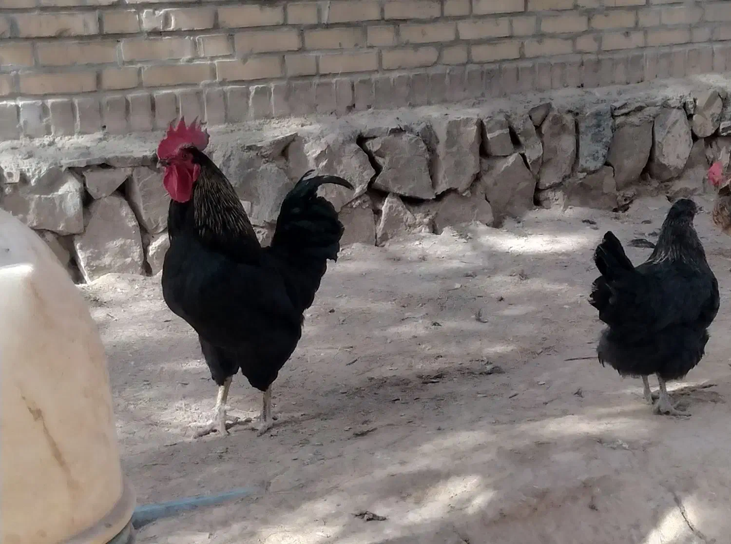 مرغ و خروس محلی|حیوانات مزرعه|فریمان, |دیوار