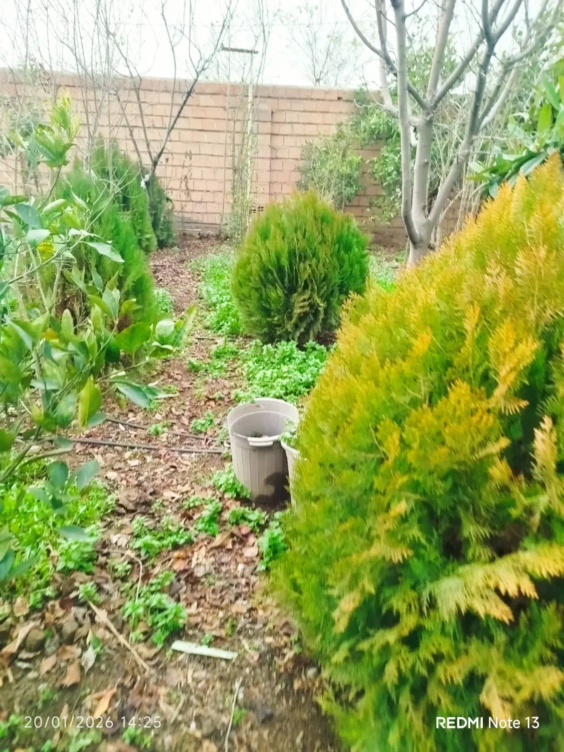 درخت کاج توپی|گل و گیاه طبیعی|آق قلا, |دیوار