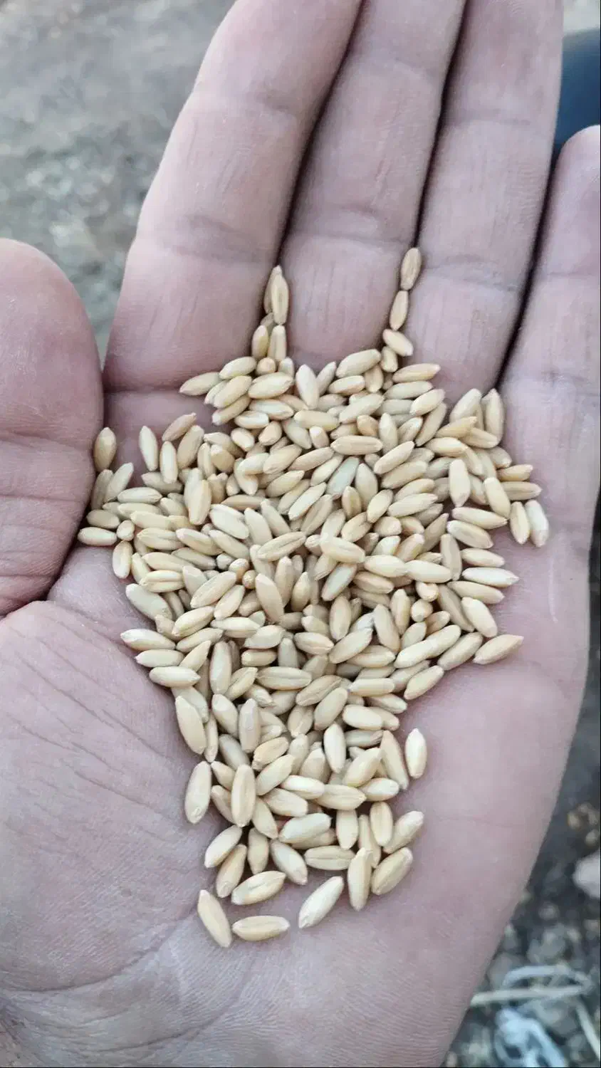 بذرگندم|گل و گیاه طبیعی|هشترود, |دیوار