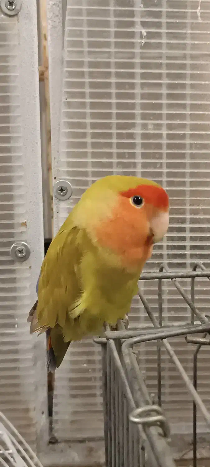 طوطی برزیلی ماده|پرنده|تهران, جوادیه تهرانپارس|دیوار