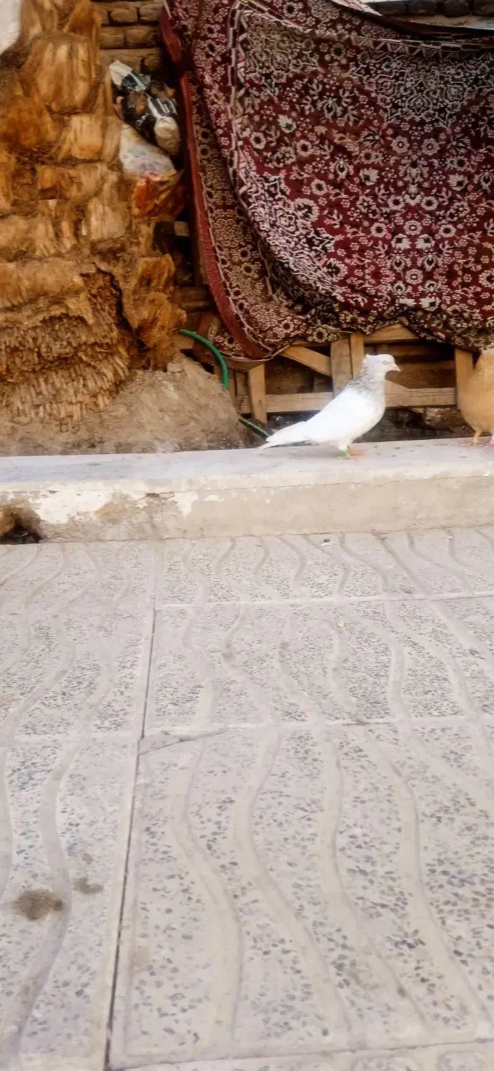 کله ای|پرنده|بم, |دیوار