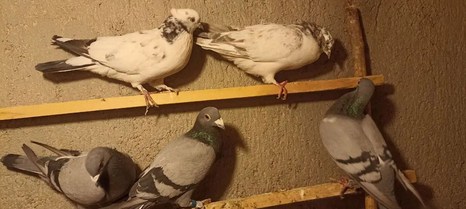 آلمانی مسافتی|پرنده|بسطام, |دیوار