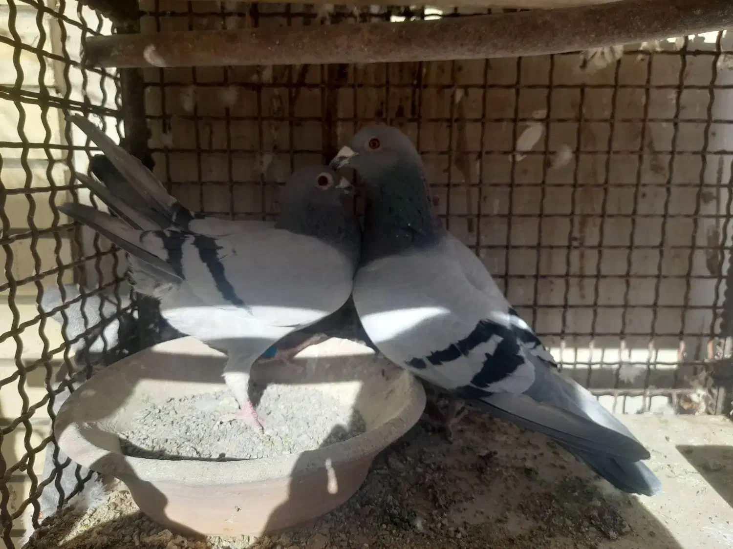 کبوتر|پرنده|مبارکه, |دیوار