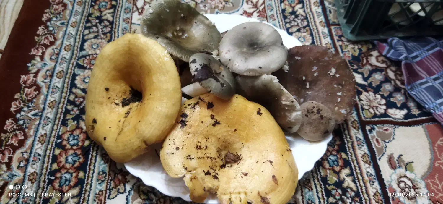 قارچ جنگلی|خوردنی و آشامیدنی|رشت, پل تالشان|دیوار