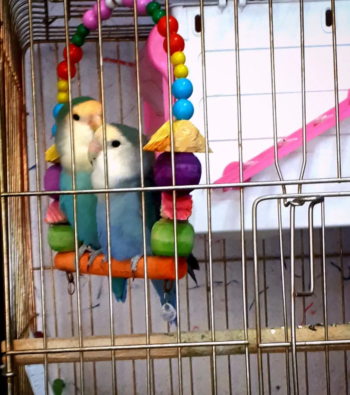 یک جفت کوتوله برزیلی بسیار زیبا و خواستنی|پرنده|مشهد, کوشش|دیوار