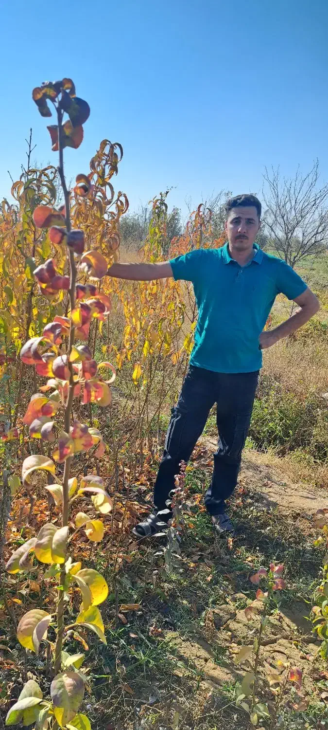 فروش انواع نهال پیوندی|گل و گیاه طبیعی|میاندوآب, |دیوار