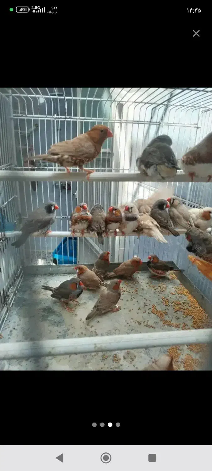 پرنده زینتی و فروش پرنده الان دارم فنچ قناری عروس|پرنده|لالی, |دیوار