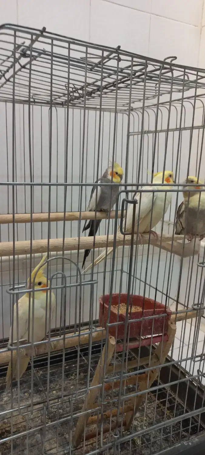 عروس هلندی|پرنده|محمدشهر, محمدشهر|دیوار