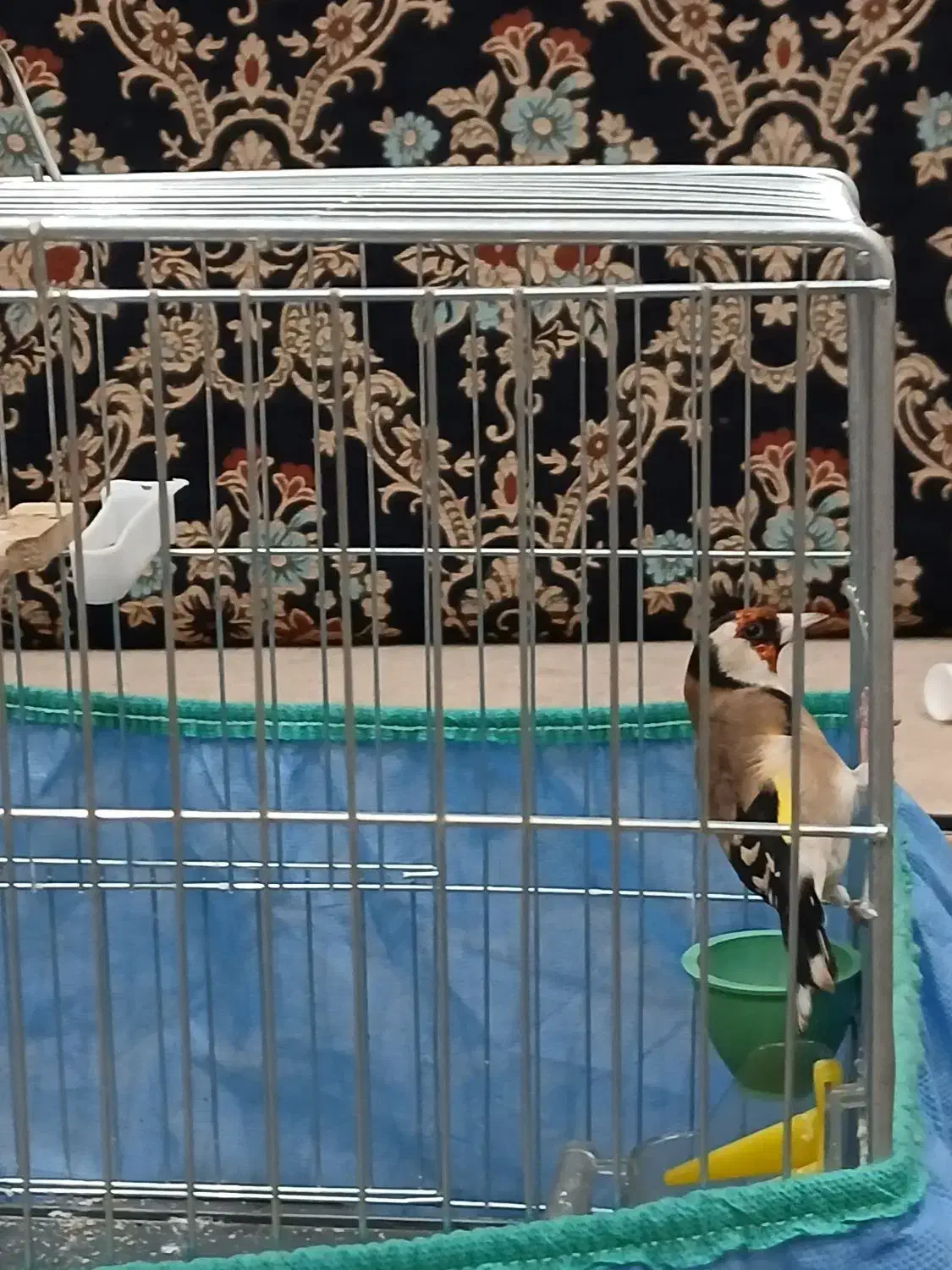 سهره دوسال|پرنده|مریوان, |دیوار