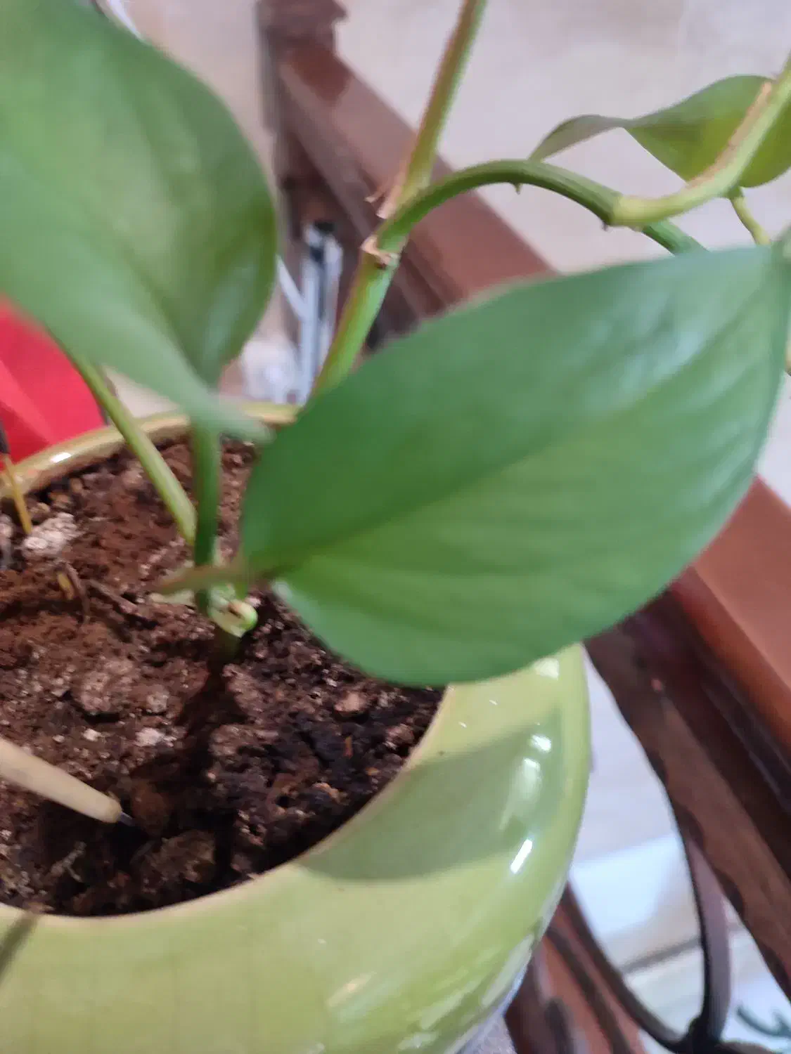 گل سانسوریا|گل و گیاه طبیعی|شیراز, کوشک میدان|دیوار