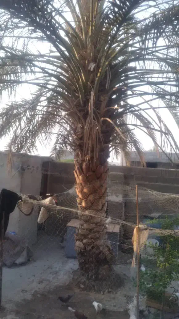 برش و قطع نخل در سراسر استان رایگان|خدمات باغبانی و درختکاری|بندر کنگان, |دیوار