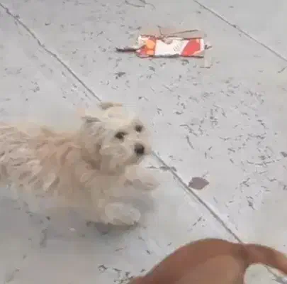 پاکوتاه|سگ|شیروان (خراسان), |دیوار