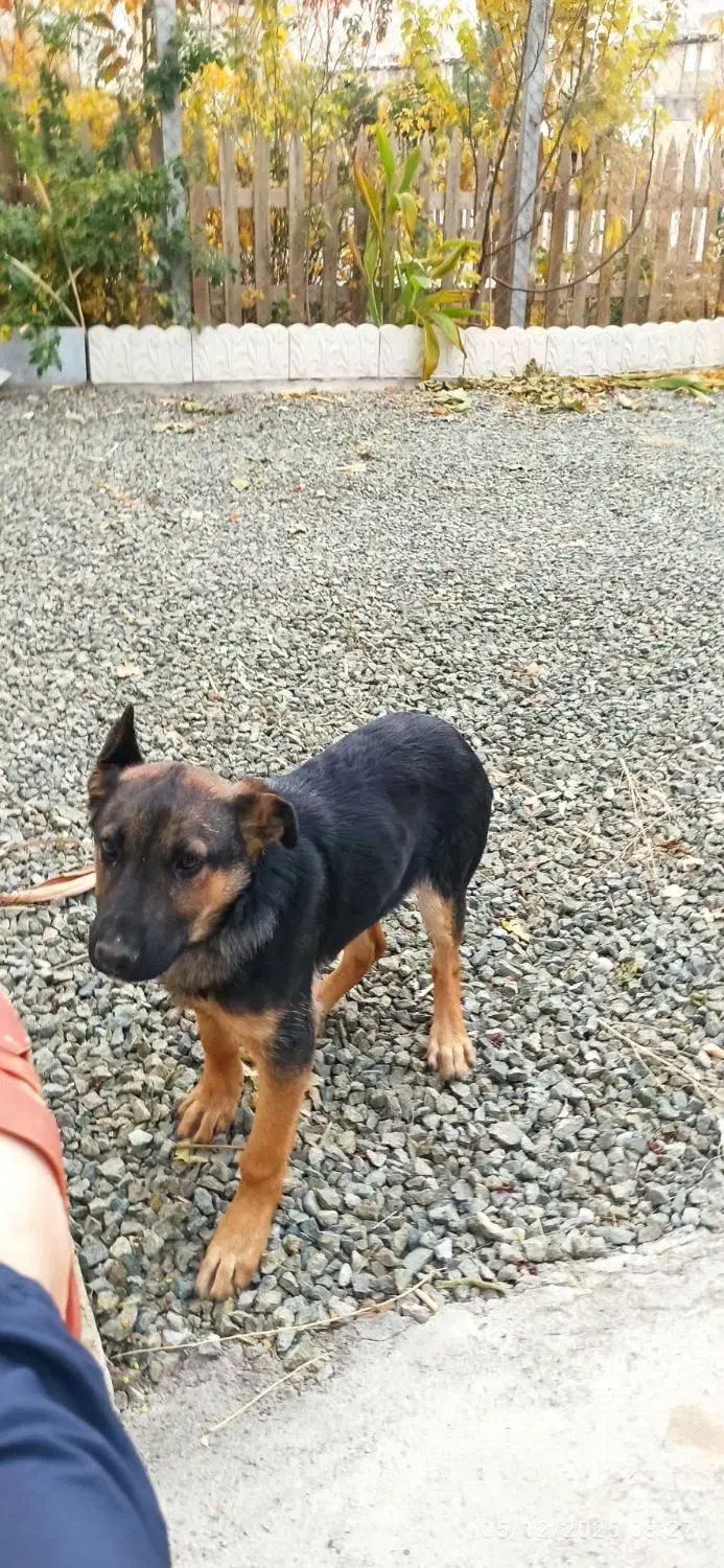 توله ژرمن چهار ماهه شناسنامه دار|سگ|کرمانشاه, |دیوار