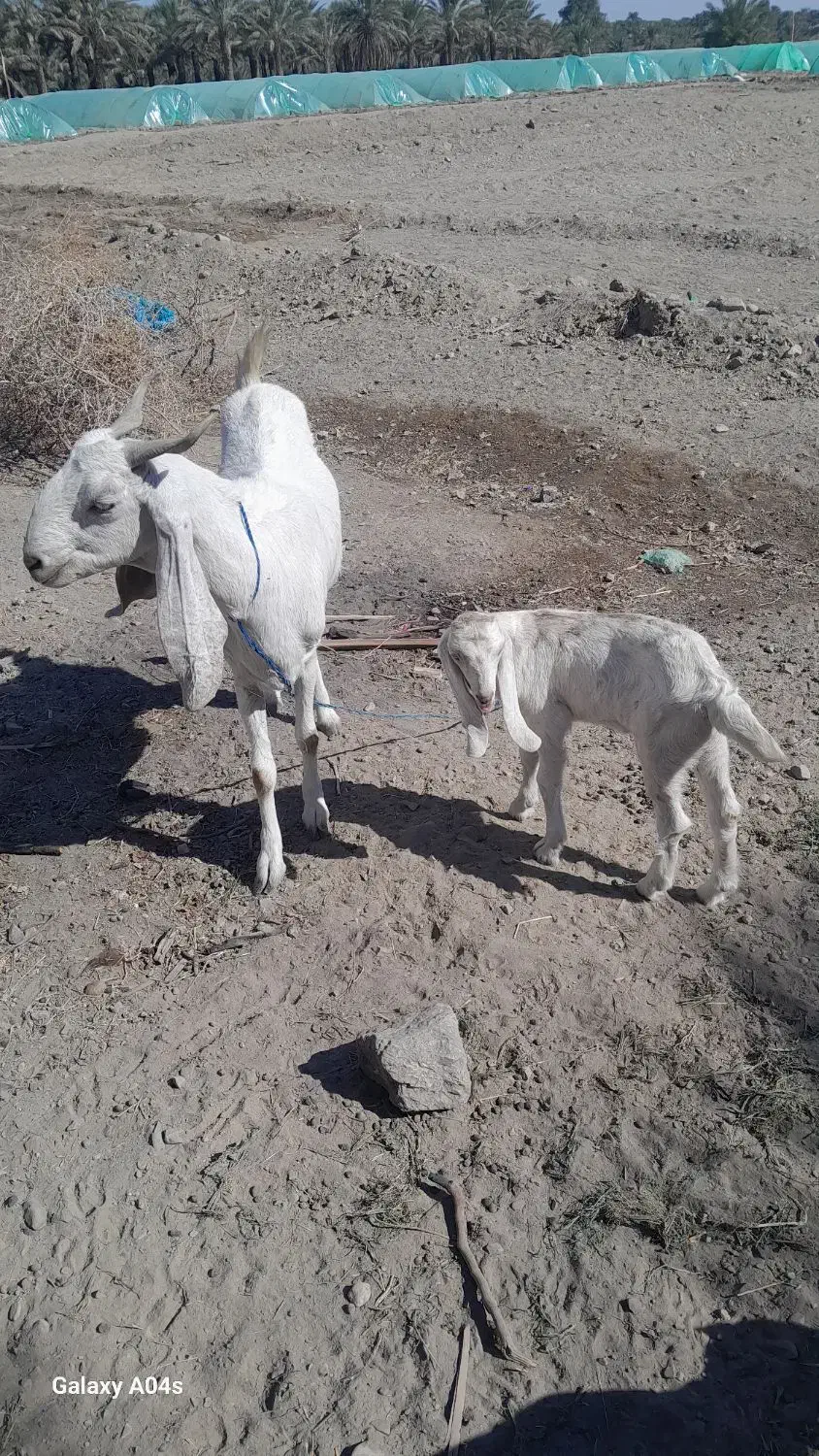 بز وکهره فروشی|حیوانات مزرعه|بلوک, |دیوار