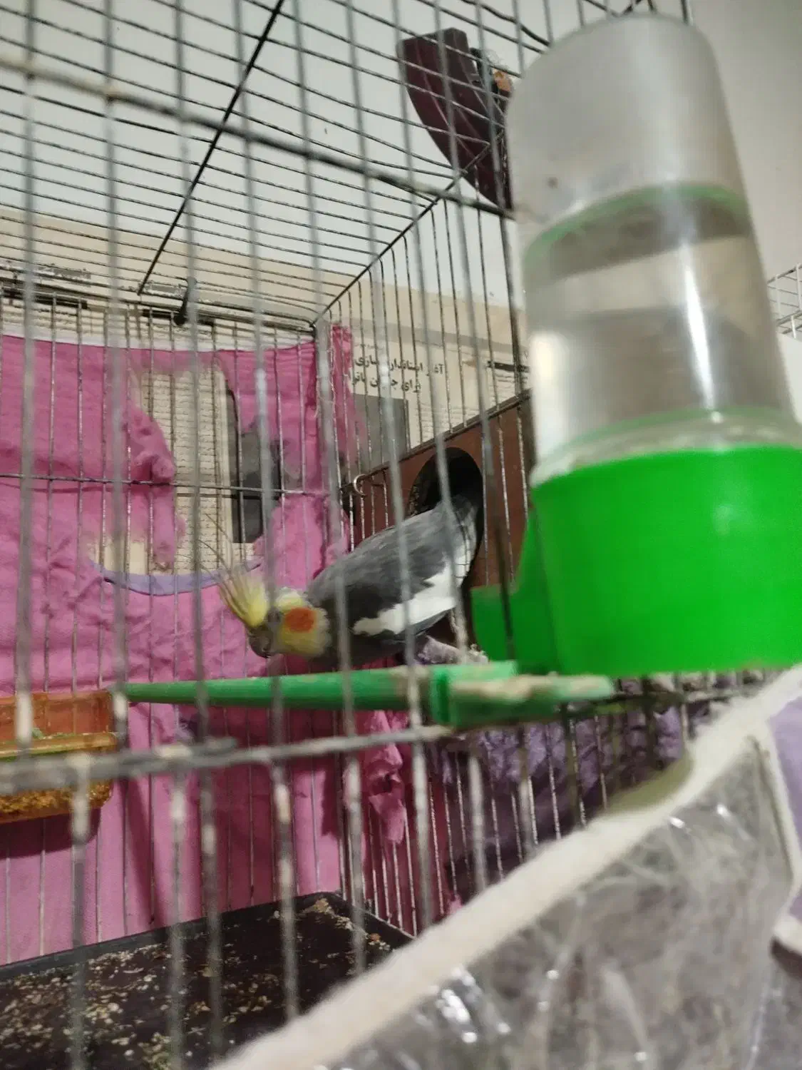 عروس هلندی|پرنده|اسفراین, |دیوار