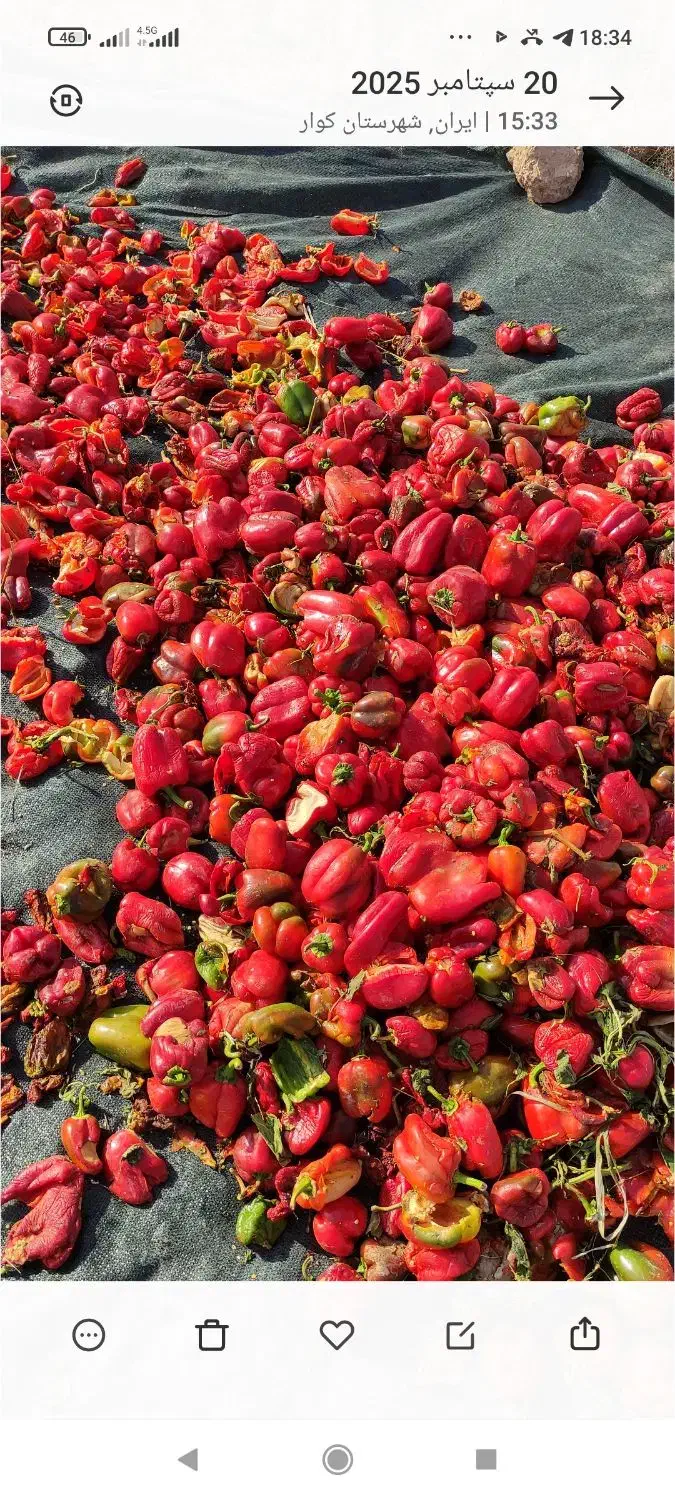 فلفل پاپریکا|عمدهفروشی|کوار, |دیوار