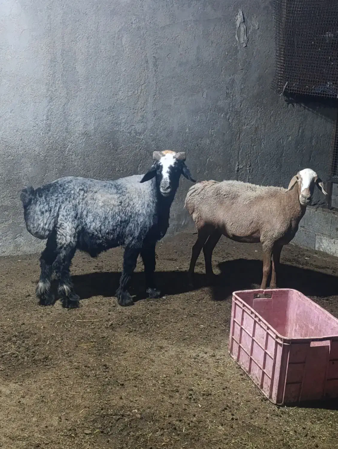 قوچ و میش|حیوانات مزرعه|چغادک, |دیوار