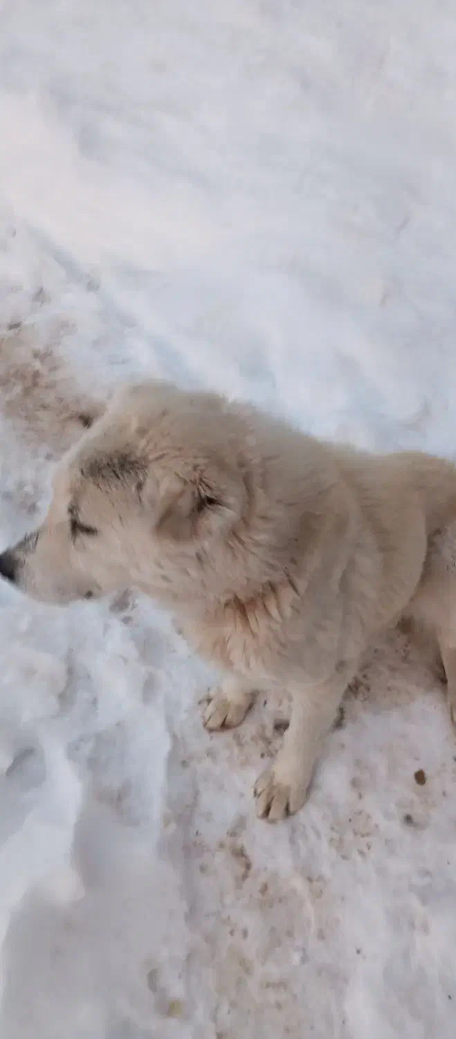 سگ خانگی|سگ|فاروج, |دیوار