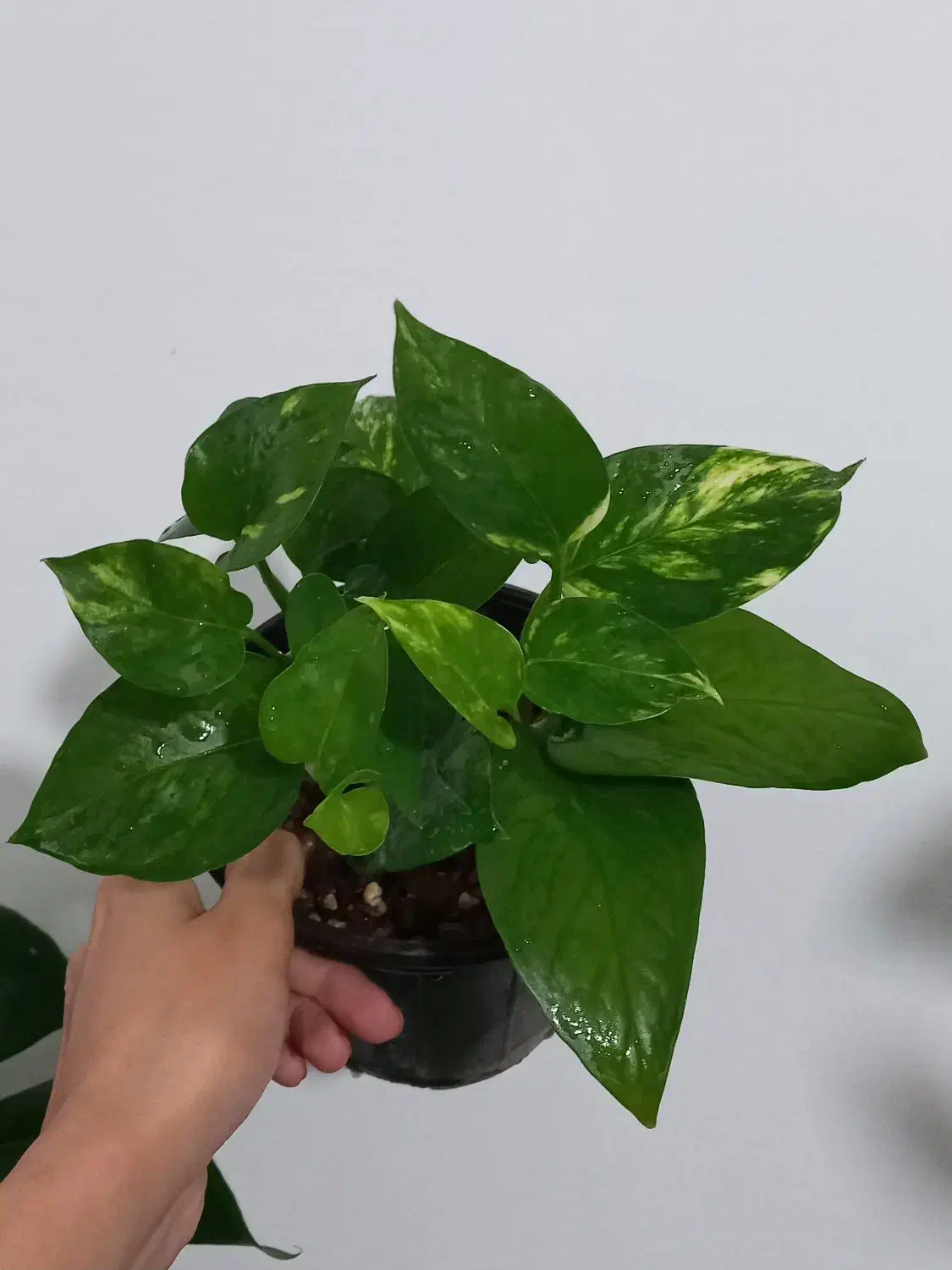 گل طبیعی|گل و گیاه طبیعی|مرودشت, قانون|دیوار