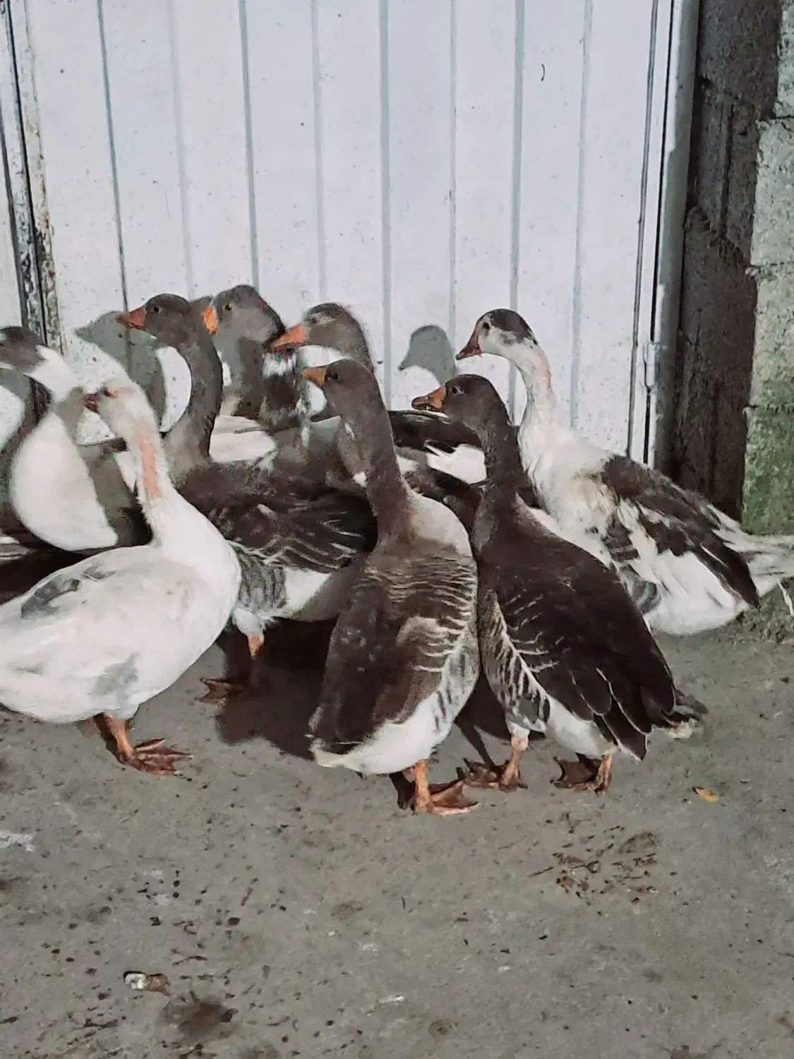 غاز محلی ،غاز محلی درشت ، غاز محلی نر و ماده|حیوانات مزرعه|سیاهکل, |دیوار