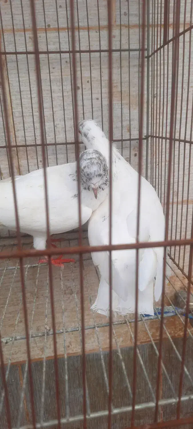 کبوتر|پرنده|رشت, جانبازان|دیوار